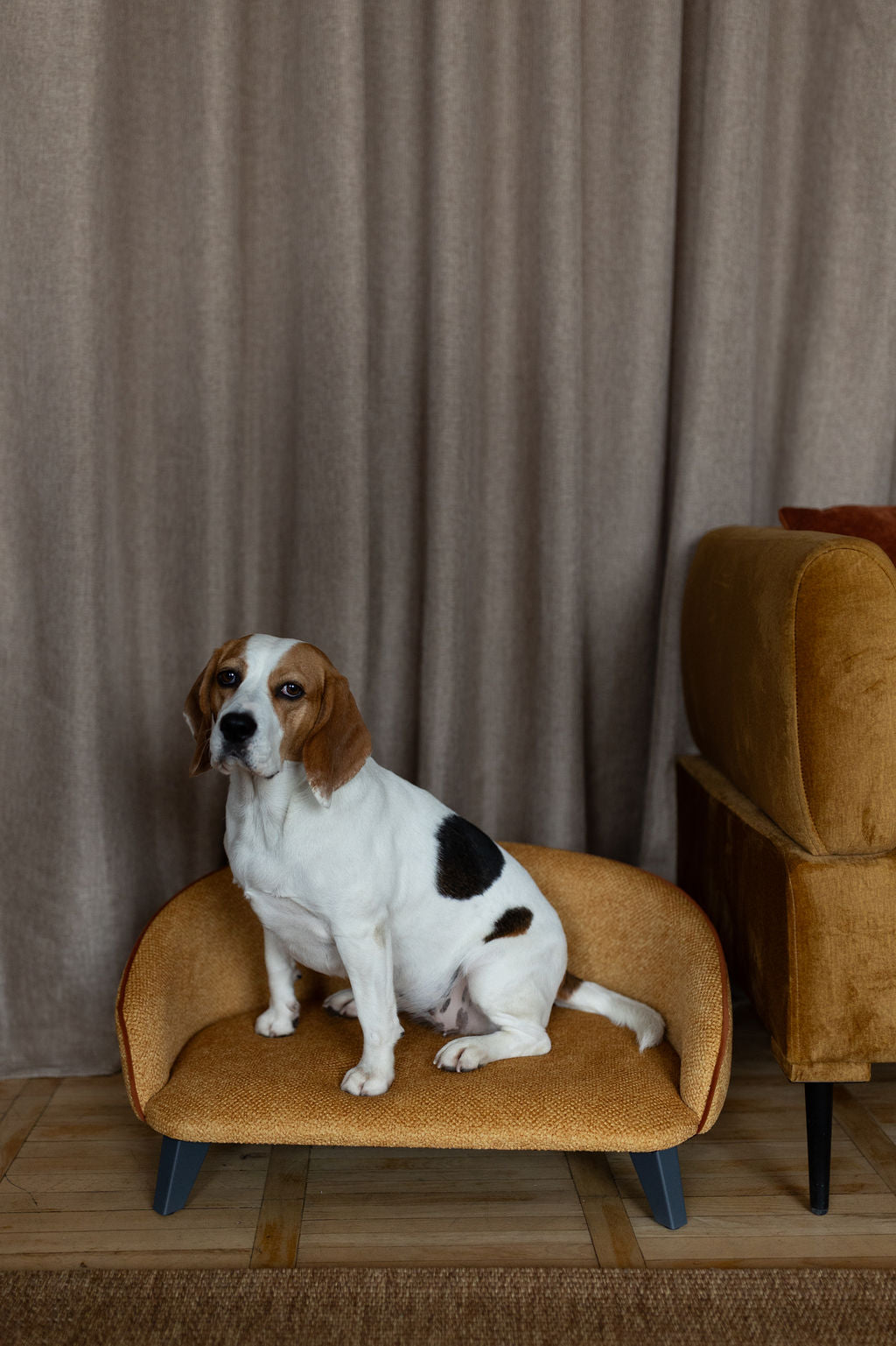 Sofa voor hond en kat, maat M, Honingmosterd met structuur, cognac bies, grafietkleurige poten — aanzicht 4