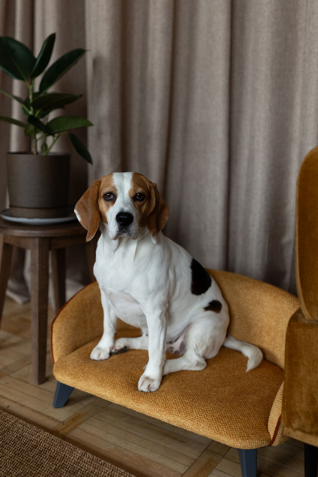 Sofa voor hond en kat, maat L, Honingmosterd met structuur, cognac bies, witte poten — aanzicht 9