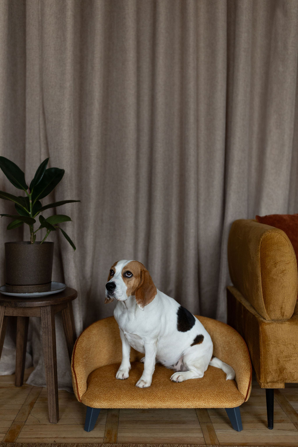 Sofa voor hond en kat, maat M, Honingmosterd met structuur, cognac bies, grafietkleurige poten — aanzicht 8